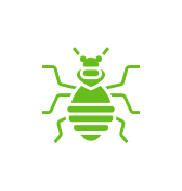 Bed Bugs Pest Control Adelaide