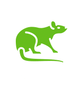 Rat & Mice Pest Control Adelaide